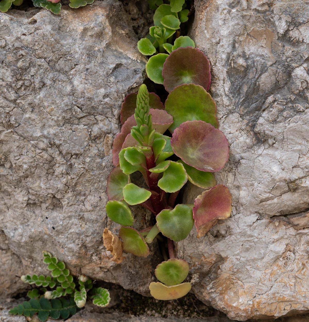 Habitus